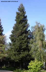 Sequoia sempervirens 'Aptos Blue'